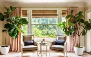 客廳適合養什么花和植物好風水圖片！