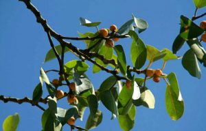 枇杷樹的風水解說 枇杷樹是兇樹還是吉樹