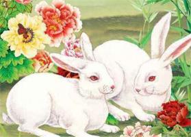 屬兔和什么屬相最配 屬兔的屬相婚配表