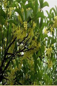 桂花樹鎮宅還是招鬼？