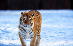 98年屬虎的是什么命，98年屬虎的最佳配偶！