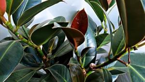 客廳擺放什么植物好養又旺宅