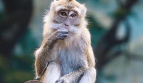 2004年屬什么生肖 今年多大了 2004年屬什么生肖 今年多大了