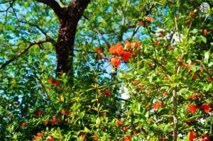 石榴木命和大海水命相配嗎