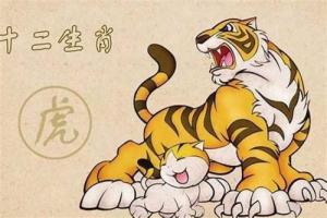 老虎最不合的四個(gè)屬