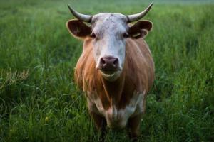 1973年屬牛的是什么命