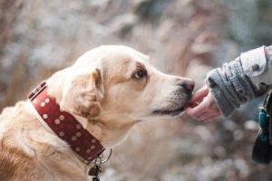 屬狗人2025年全年運勢運程