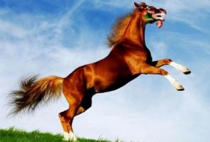 屬馬人2025年運勢及運程每月運程