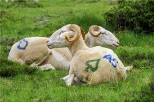 屬羊人2025年全年運勢及每月運程