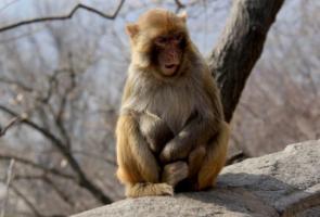 屬猴人2025年全年運(yùn)勢及每月運(yùn)程