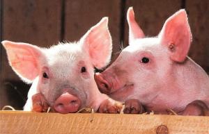 屬豬人2025年全年運勢運程每月運程