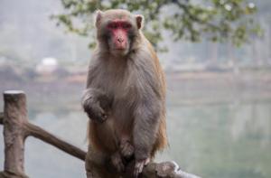 屬猴的是什么命金木水火土