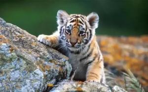 屬虎的是什么命金木水火土