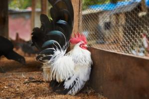 屬雞的三合和六個合生肖是什么