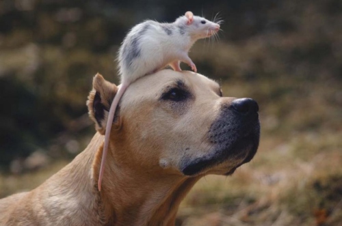 鼠和狗屬相合不合適 鼠和狗屬相合不合適