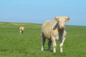 2025屬牛人的運氣和財運如何