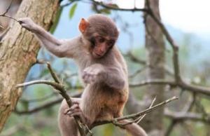 2025屬猴人的運(yùn)氣和財運(yùn)如何