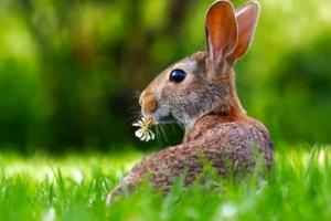 2011年屬兔是什么命