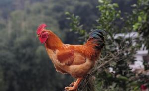 2025屬雞要小心一個人