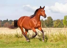 2026年是苦馬還是富馬