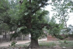 門前種什么樹風水好又旺財