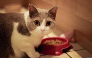 屬蛇本命年養貓好不好