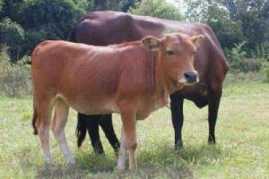 屬牛人最佳配偶3個人