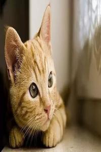 夢見貓是什么預兆 周公解夢