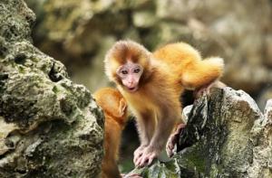 92年的猴33歲有一劫