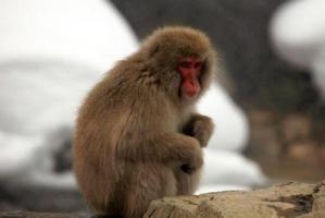 04年的猴是什么命 五行屬什么