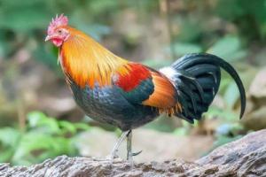 屬雞人靠什么發(fā)財最快