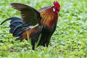 屬雞性格特點及脾氣