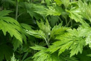 艾草種在大門左邊還是右邊好