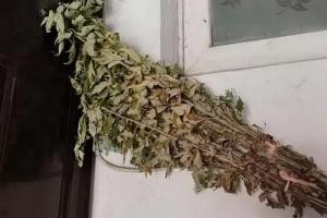 干艾草掛門上最忌諱三個原因