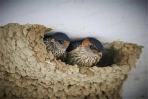 燕子在家里搭窩預示著什么意思