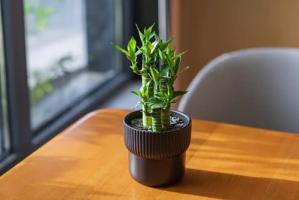 女性辦公桌最吉利植物