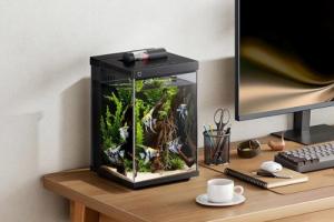 辦公桌養魚大忌三個