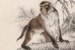 屬猴男性方面很強(qiáng)烈嗎