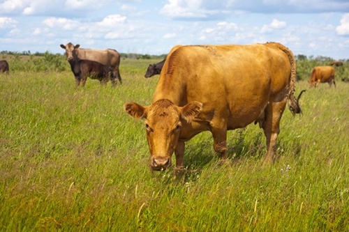 屬牛的幾月份出生最好