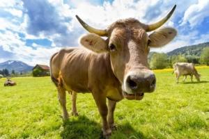 屬牛女生性格特點及脾氣