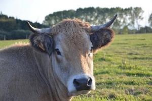 屬牛最忌生啥屬相寶寶