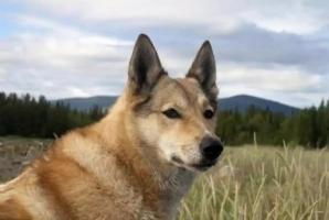 屬狗2025躲不過去大難