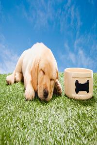 屬狗男最惦記的生肖女