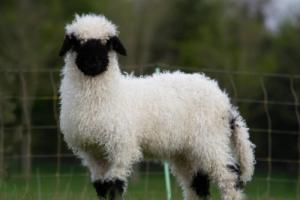 屬羊的最佳婚配和最忌婚配