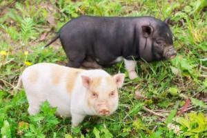 屬豬的最佳婚配和最忌婚配