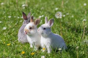 兔年出生幾月命最好