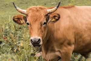 十牛九苦,哪個月份最苦