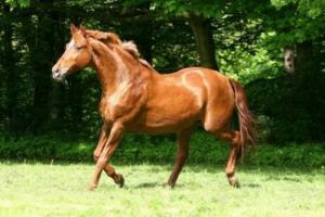 十馬九苦,哪個月份最苦