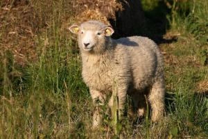 十羊九苦,哪個月份最苦