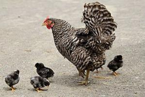 十雞九苦,哪個月份最苦